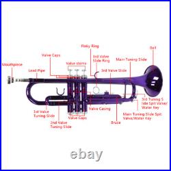Brass B Flat Trumpet with Case Mouth of Trumpet and Gloves Violet