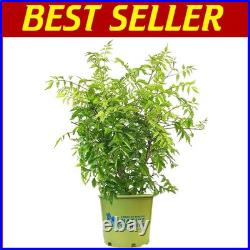 Campsis radicans Trumpet Vine Fast Growing, Attracts Birds