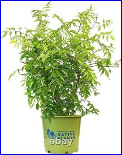 Campsis radicans Trumpet Vine Fast Growing, Attracts Birds