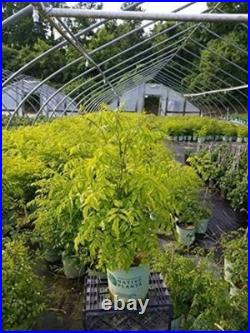 Campsis radicans Trumpet Vine Fast Growing, Attracts Birds